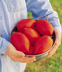 Big Mama Hybrid Tomato